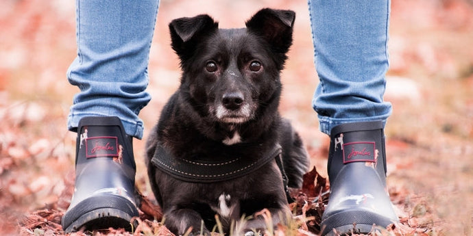 Adoption vs. Buying a Pet: What to Know Before Welcoming a New Best Friend