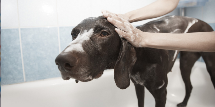How To Wash A Dog ( A Step-by-Step Guide )
