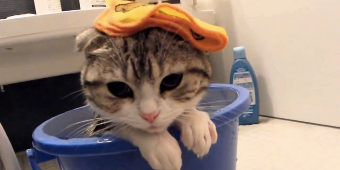 How to Give A Bath to Your Cat?