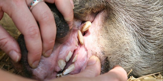 Pet Dental Care: What You Need to Know