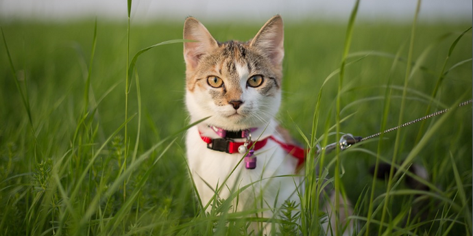 How to Prevent Losting Cats and Dogs