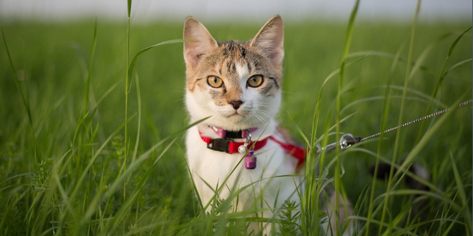 Comment éviter de perdre des chats et des chiens