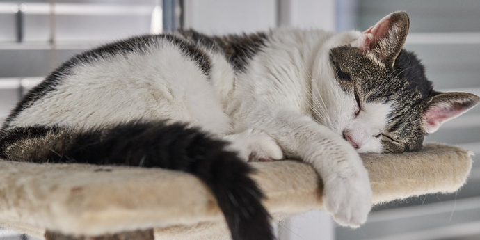 Choses qui aident votre chat à vivre mieux et plus heureux