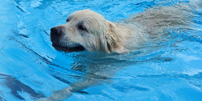 How To Keep Your Dog Safe Around Water