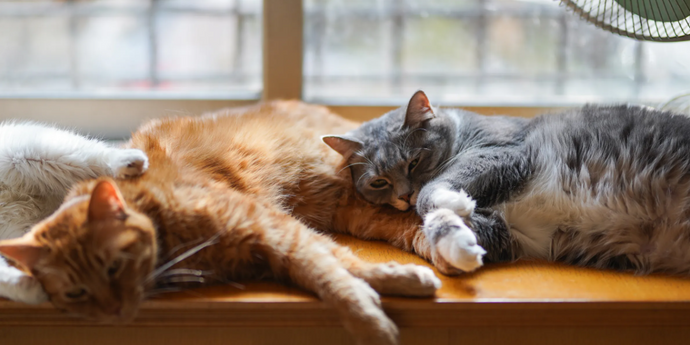 Cat Summer Tips: Help Your Cat Beat the Heat This Summer!
