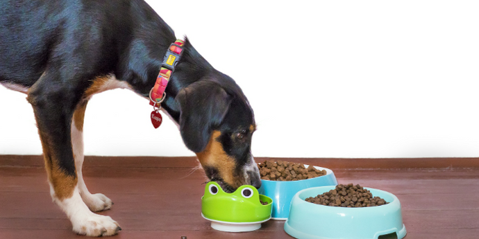 Why Won't My Dog Eat His Food : Possible Causes & Solutions