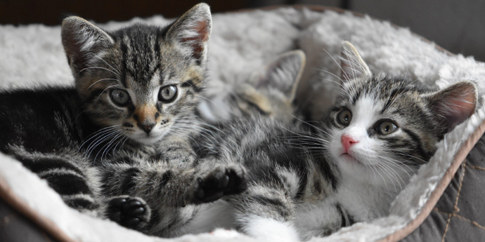 17 Things You Should Know Before Getting A Cat / Kitten