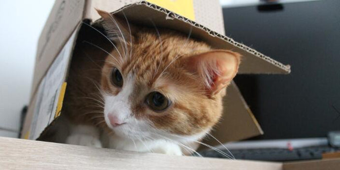 Warum lieben Katzen Boxen so sehr?