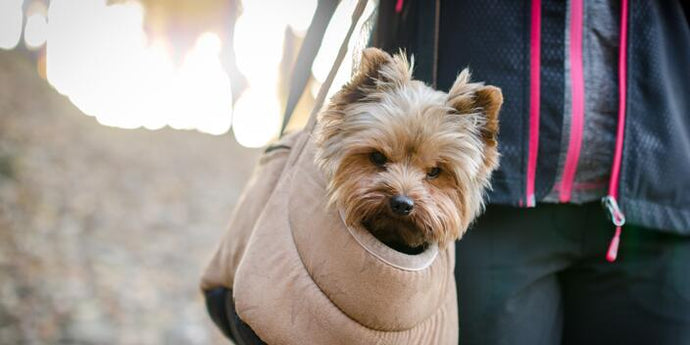 How to Get Your Pet Used to A New Pet Carrier