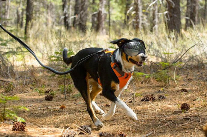 Zehn Tipps, wie Sie Ihrem Hund beibringen, eine Schutzbrille zu tragen