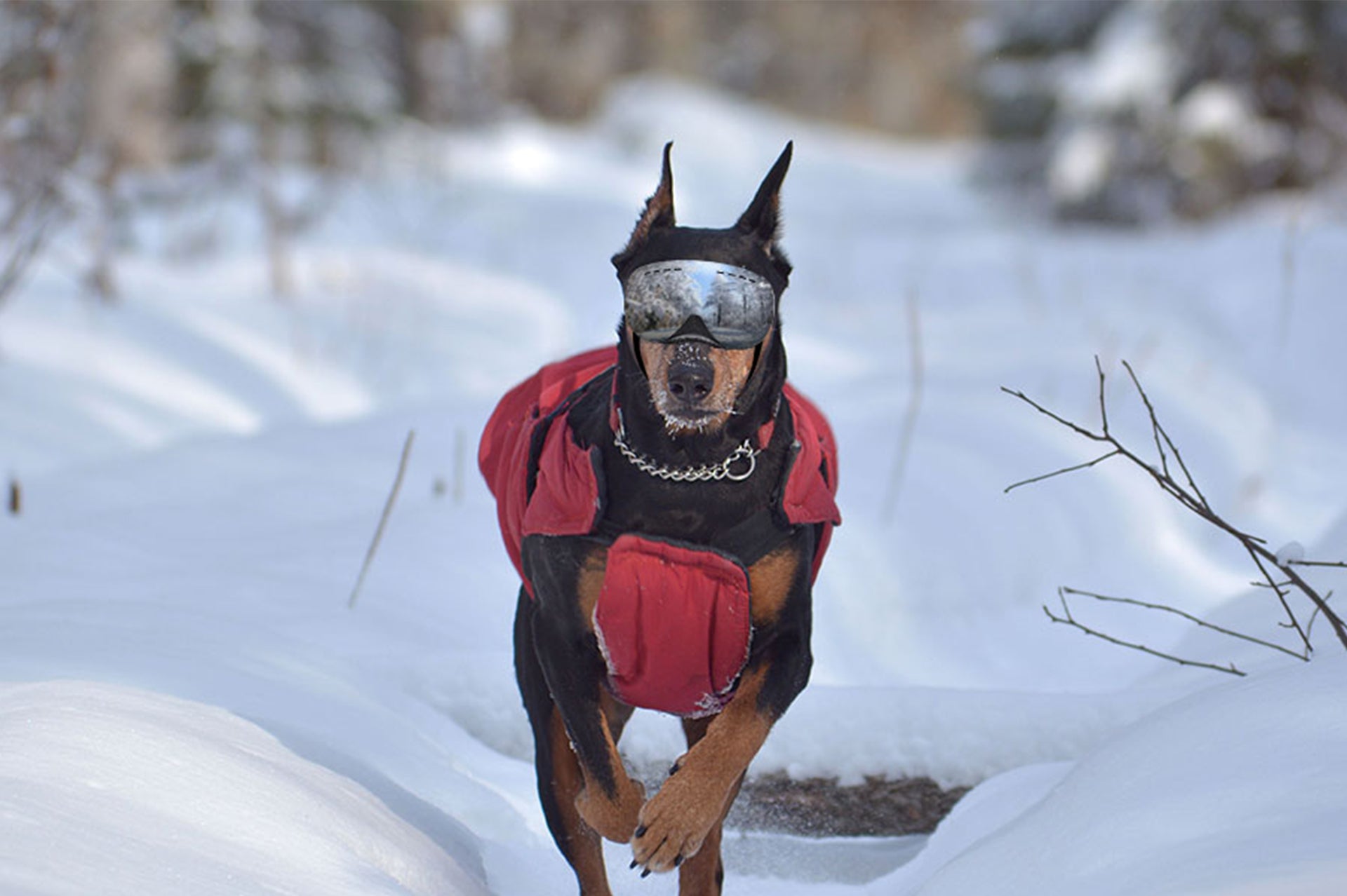 Why My Pup Needs Dog Goggles? Ownpets
