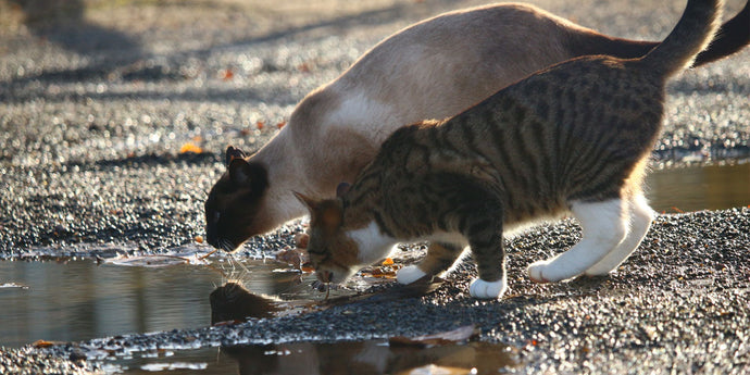 Should You Let Your Cat Go Outside?