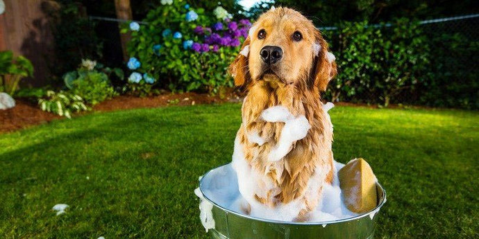 Do’s and Don’ts of Summer Dog Grooming