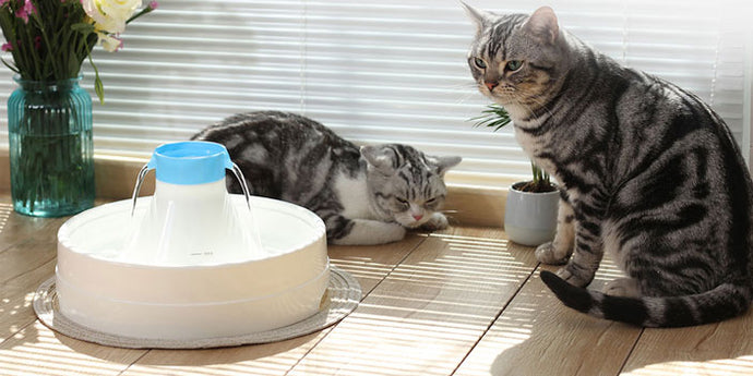 Comment encourager votre chat à boire plus d'eau