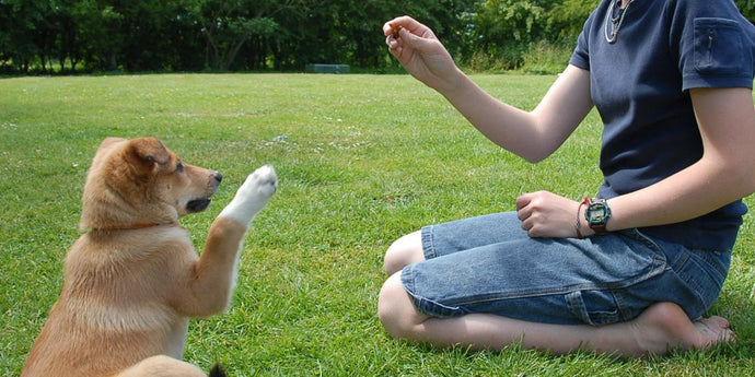 5 grundlegende Befehle, die Sie Ihrem Hund beibringen können 