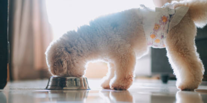 Why Do Some Dogs Need to Wear Pet Disposable Diapers?