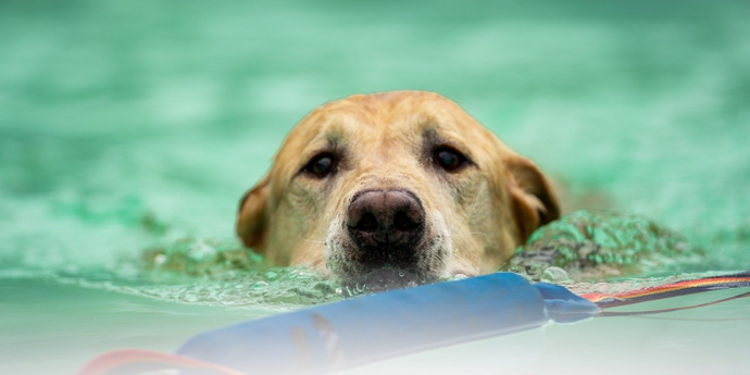Summer Dog Care Guide: Keeping Your Pup Safe & Happy in the Heat