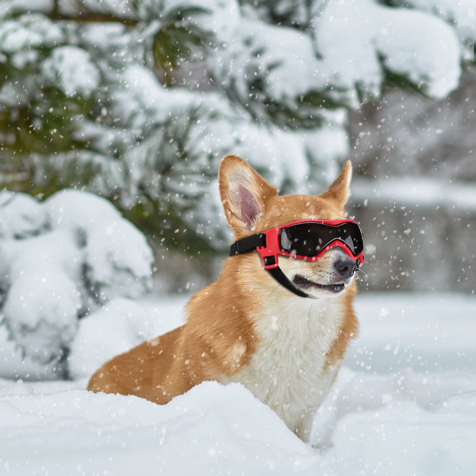 Dog with ski goggles best sale