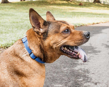 Cargar imagen en el visor de la galería, &#39;Aero Mesh&#39; 360 Degree Dual Sided Comfortable And Breathable Adjustable Mesh Dog Collar
