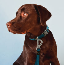 Carica l&#39;immagine nel visualizzatore di Gallery, &#39;Escapade&#39; Outdoor Series 2-in-1 Convertible Dog Leash and Collar
